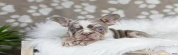 French Bulldog dogs for sale: Pearl - Ad 3