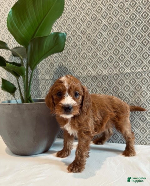 Irish Doodle dogs Juliet - Ad 14