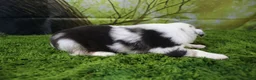 Miniature Australian Shepherd dogs for sale: Freedom - Ad 5