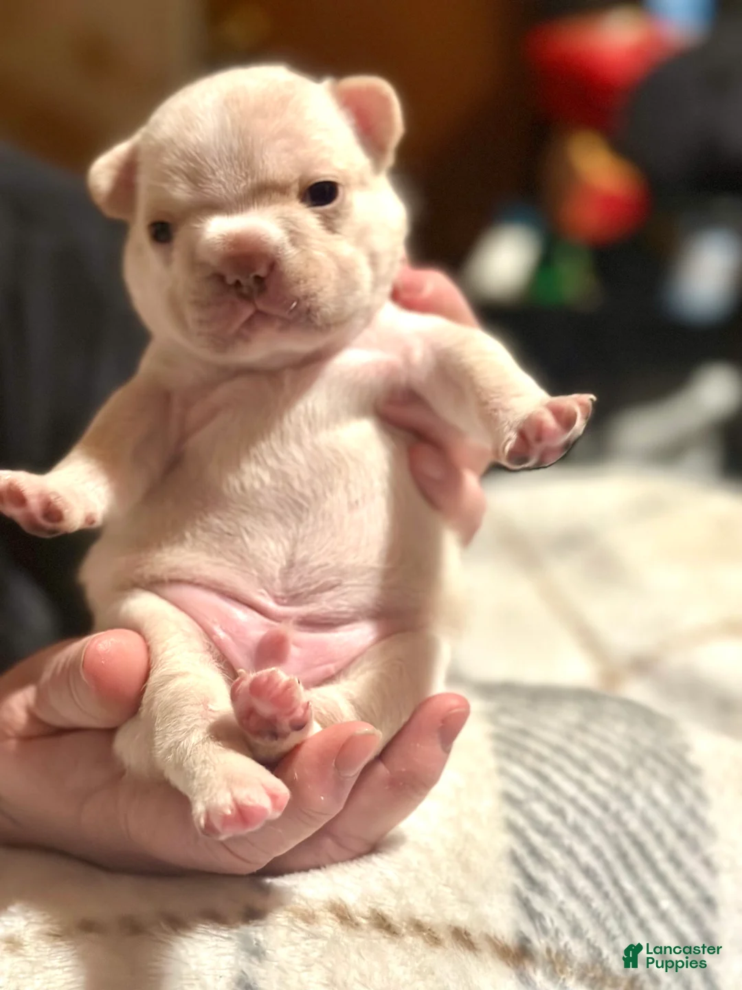 French Bulldog dogs for sale: French Bulldog Puppy 2 - Ad 2
