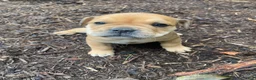 Mixed Breed dogs for sale: Layla - Ad 5