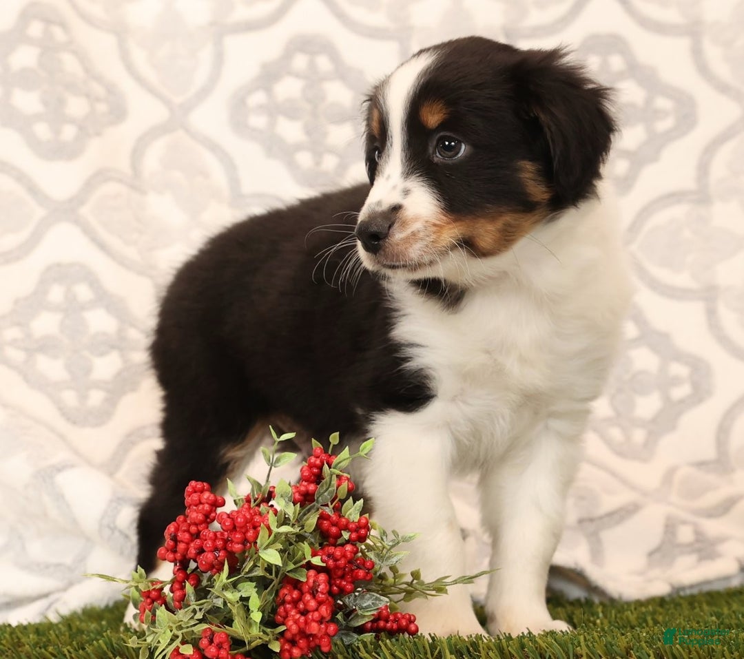 Miniature Australian Shepherd dogs for sale: Ryder - Ad 3