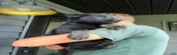 German Shepherd dogs for sale: Ruger - Ad 3