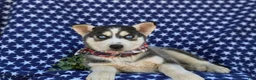 Siberian Husky dogs for sale: Grayson - Ad 5