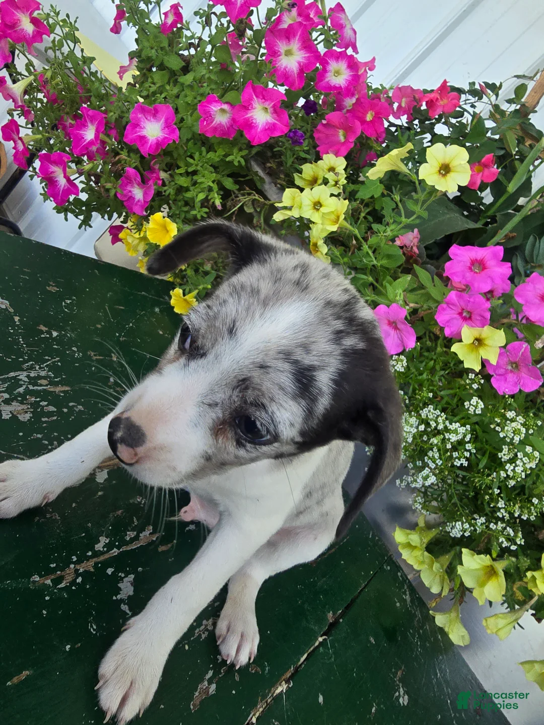 Chihuahua dogs for sale: Blaze - Ad 2