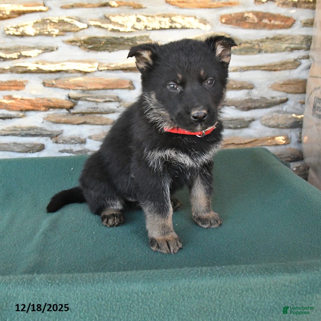 German Shepherd dogs for sale: Melody - Ad 1