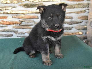 German Shepherd dogs Melody - Ad 33