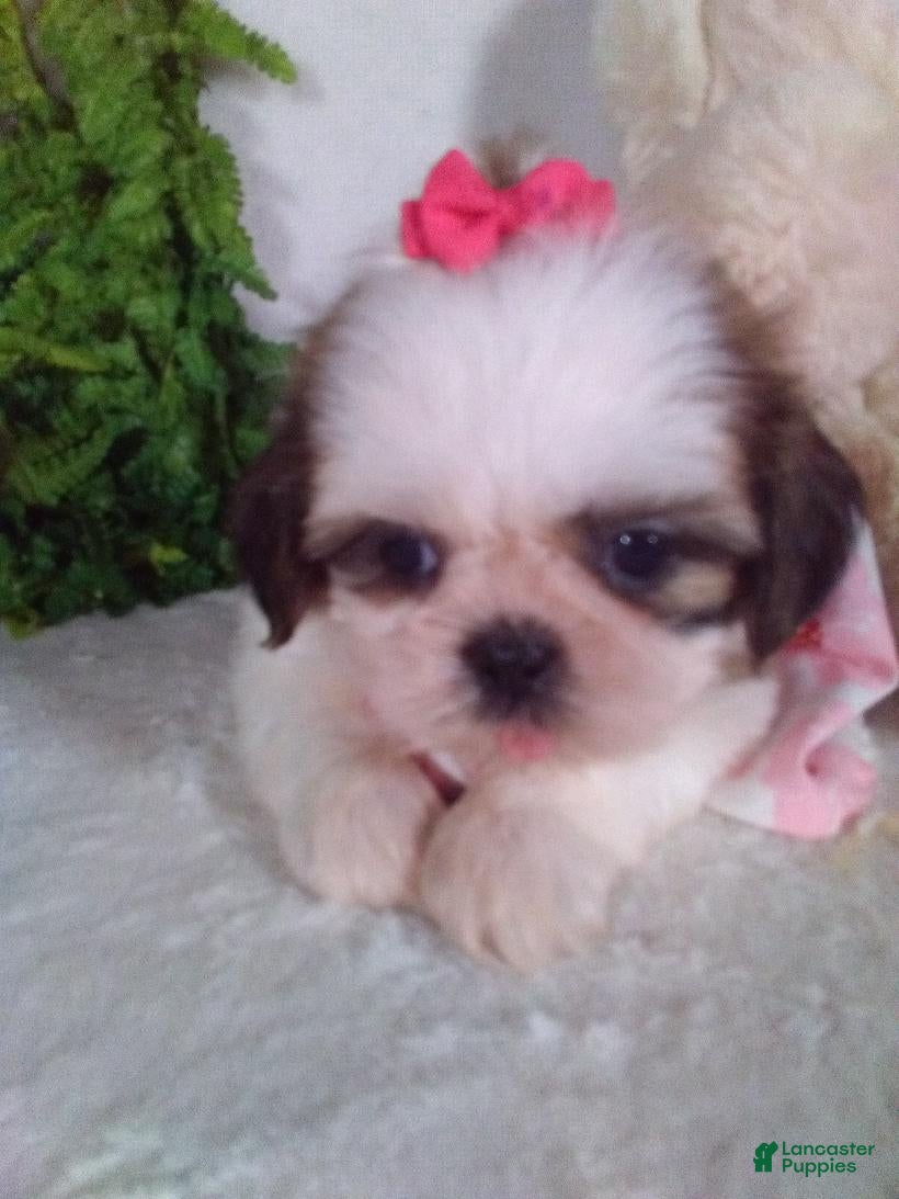 Shih Tzu dogs Annie - Ad 2