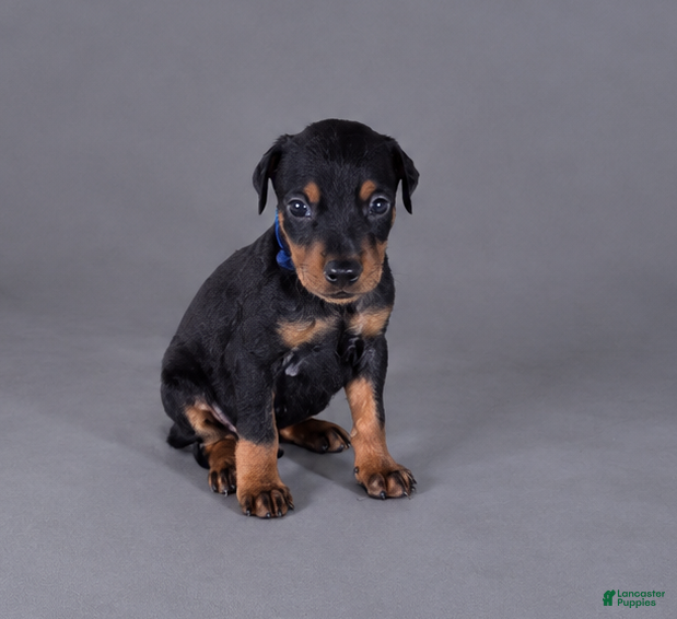 Doberman Pinscher dogs Oberyn - Ad 12