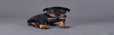 Oberyn