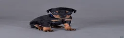 Doberman Pinscher dogs for sale: Oberyn - Ad 1