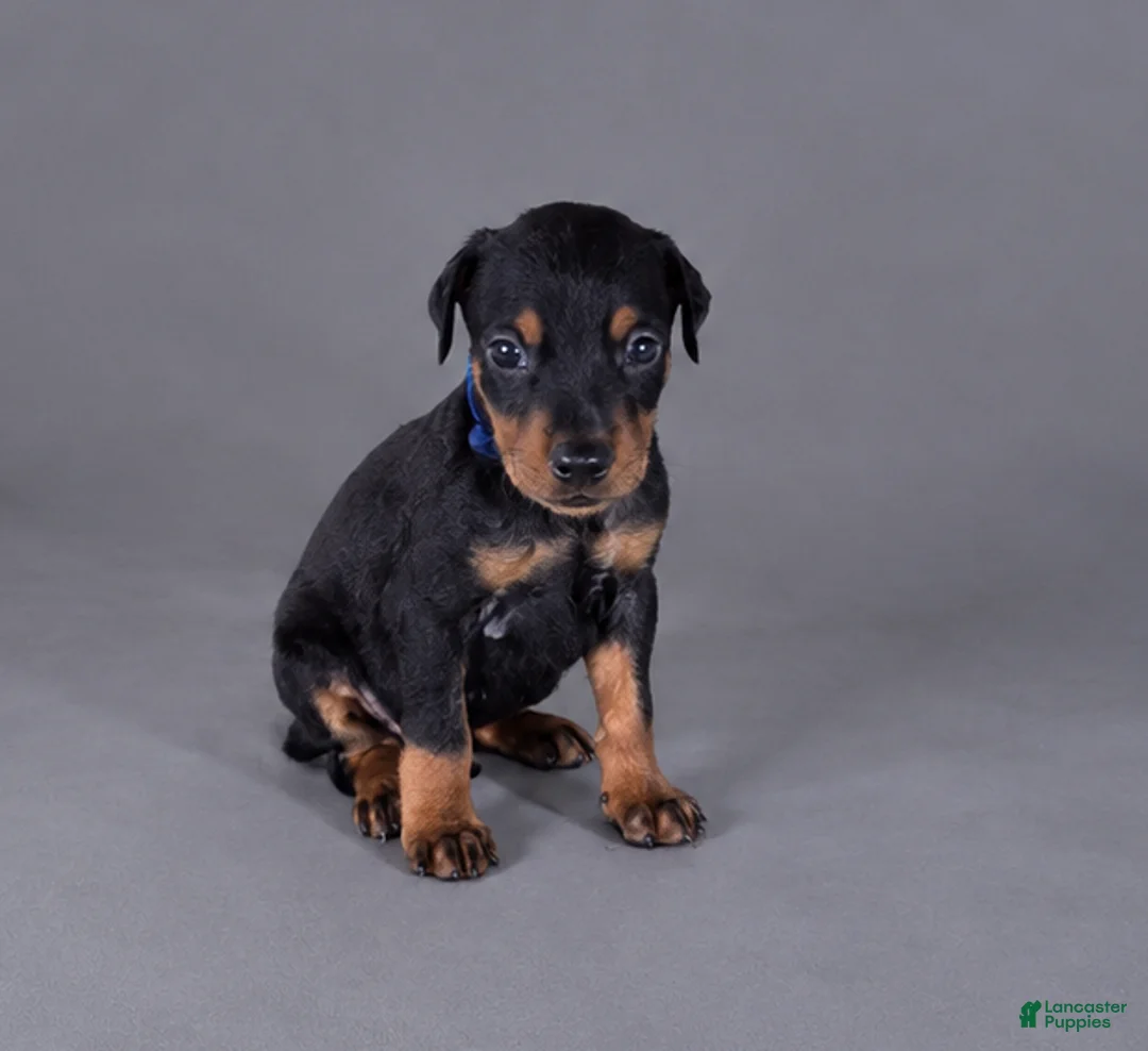 Doberman Pinscher dogs for sale: Oberyn - Ad 1