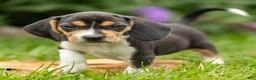 Beagle dogs for sale: Liberty - Ad 4