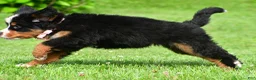 Bernese Mountain Dog dogs for sale: Nancey - Ad 4