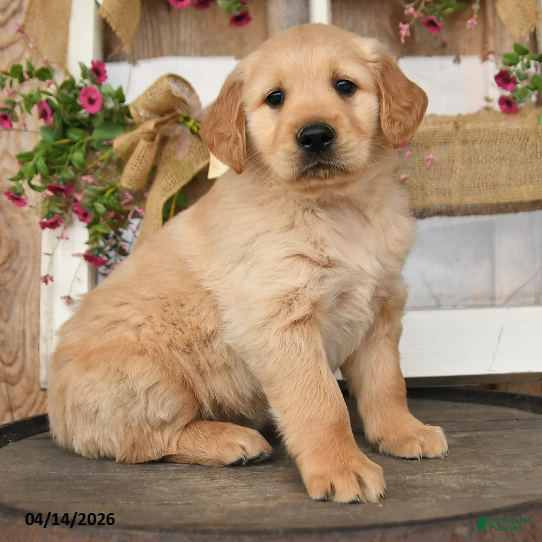 Golden Retriever dogs for sale: Layden - Ad 3