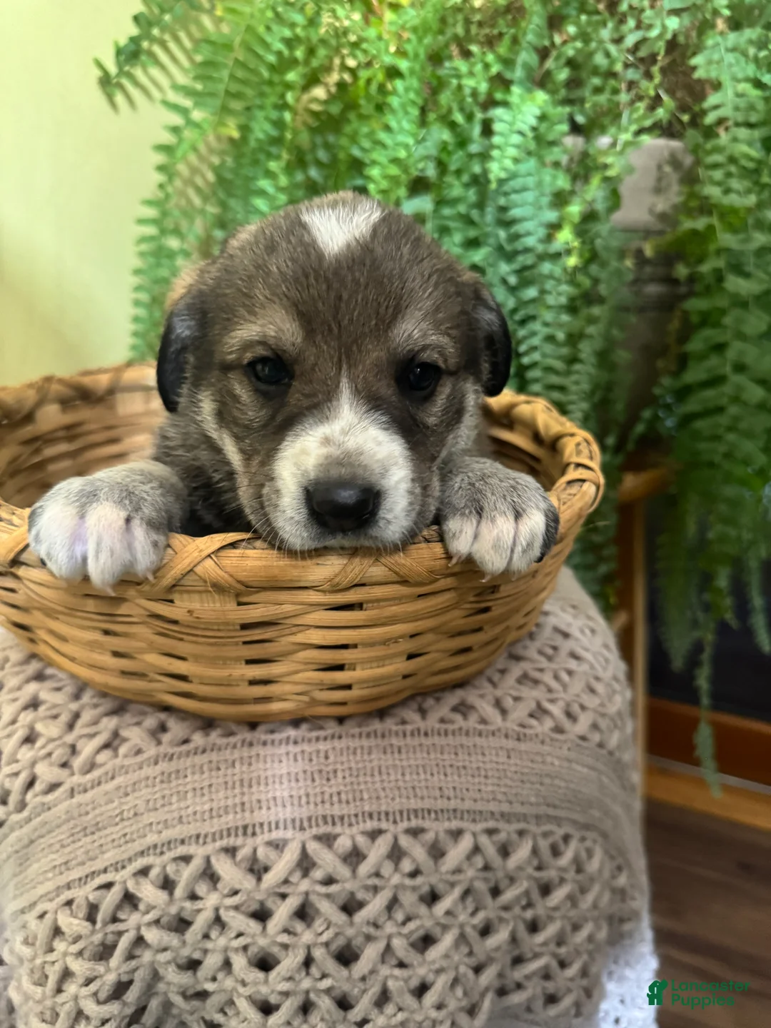 Mixed Breed dogs for sale: Sweetheart - Ad 1