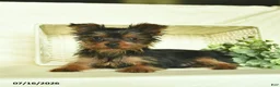 Yorkshire Terrier dogs for sale: Blazer  - Ad 4