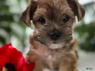 Morkie dogs for sale: J.Jay - Ad 2