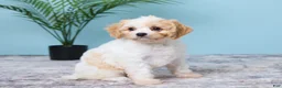 Cavapoo dogs for sale: Lulu - Ad 3