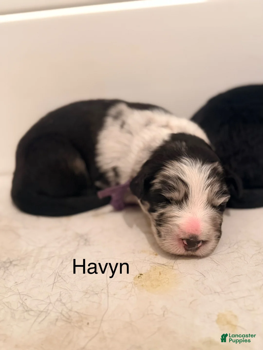 Mixed Breed dogs for sale: Draven - Ad 5