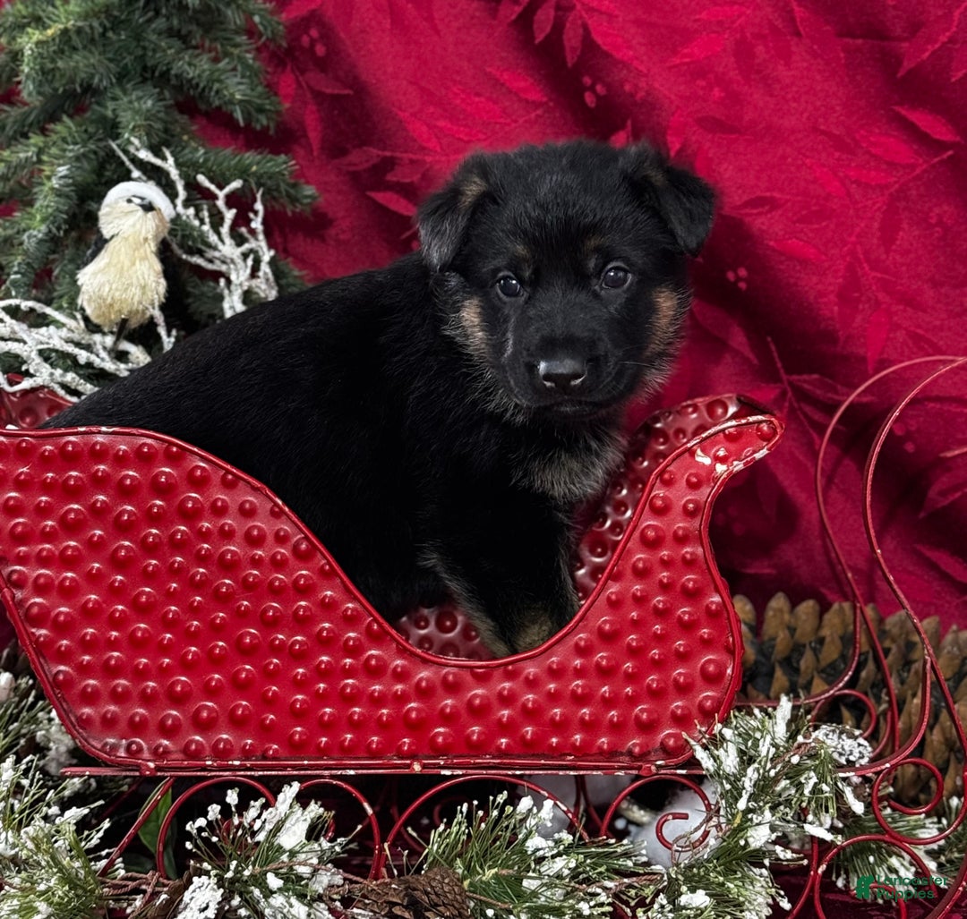 German Shepherd dogs for sale: Diego - Ad 2