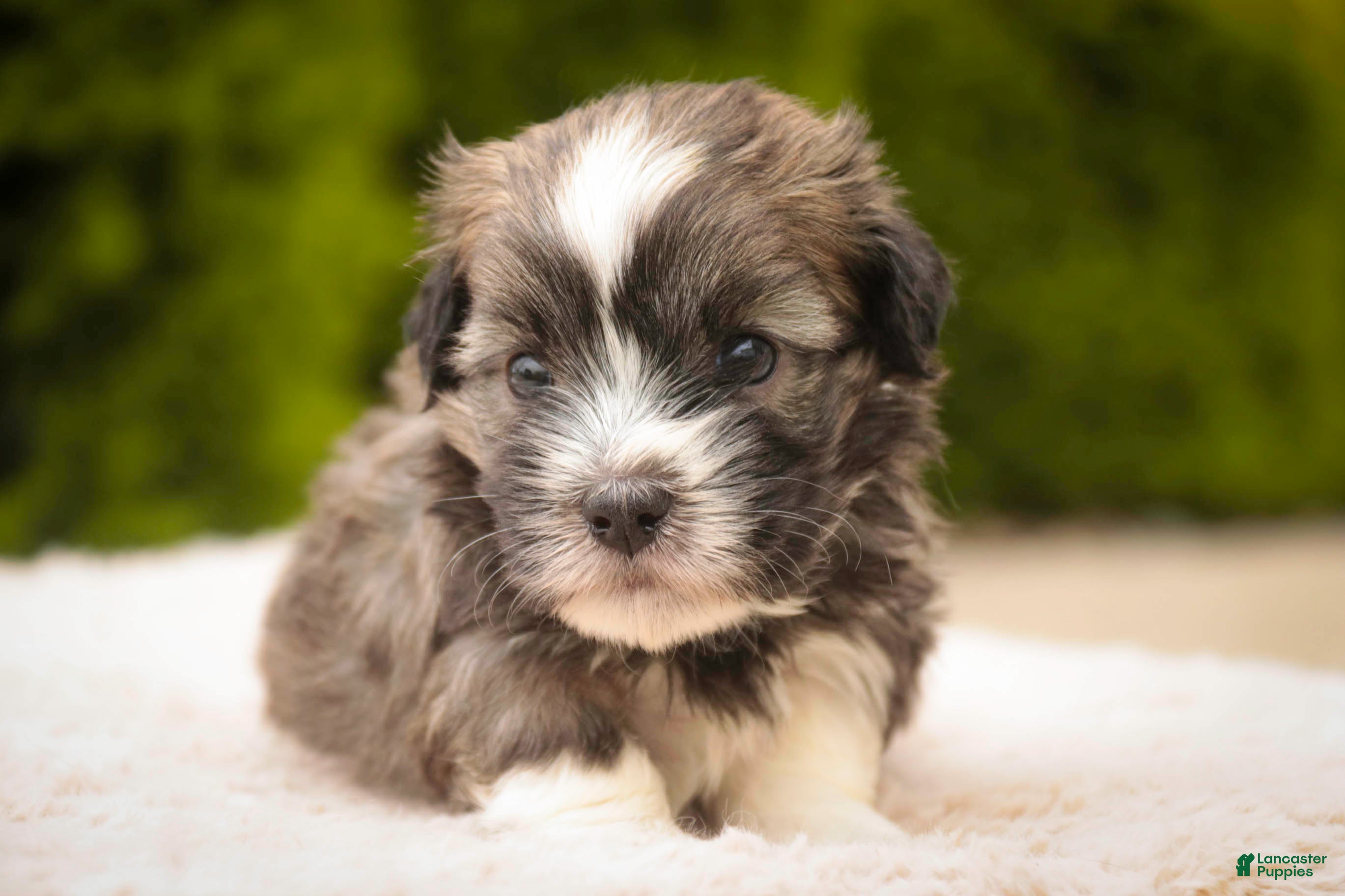Havanese dogs Tara Havanese Puppy  - Ad 1