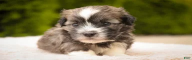 Tara Havanese Puppy 