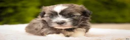 Havanese dogs for sale: Tara Havanese Puppy  - Ad 1