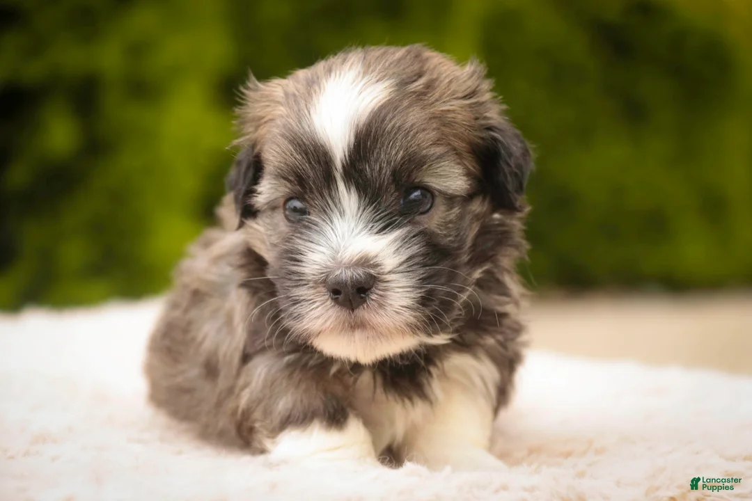 Havanese dogs for sale: Tara Havanese Puppy  - Ad 1