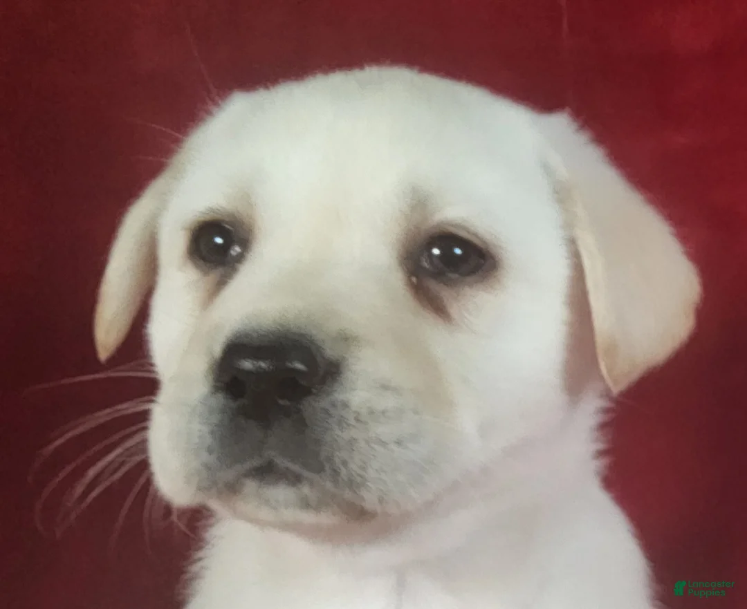Labrador Retriever dogs for sale: Bess - Ad 1