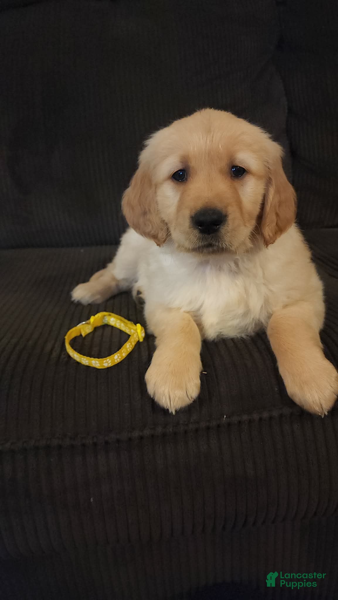 Golden Retriever dogs Honey - Ad 14