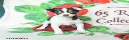 Chihuahua dogs for sale: Simon - Ad 1