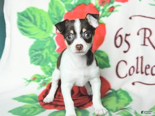 Chihuahua dogs - Ad 20