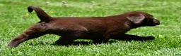 Labrador Retriever dogs for sale: Libby - Ad 3