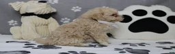 Havapoo dogs for sale: charlie  - Ad 3