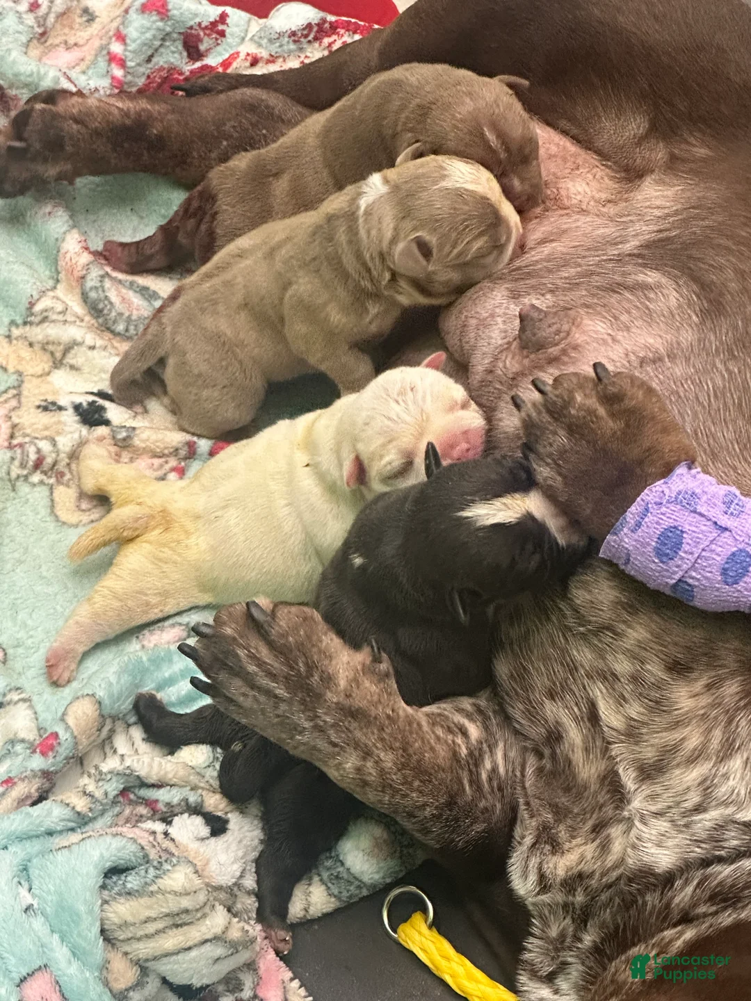 American Bully dogs for sale: American Bully 2 - Ad 1