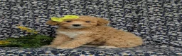 Mixed Breed dogs for sale: Mitzi Hypoallergenic - Ad 4