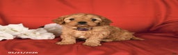Cavapoo dogs for sale: Cutie - Ad 2