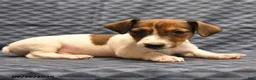Jack Russell Terrier dogs for sale: Lenny - Ad 4
