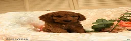 Mini Goldendoodle dogs for sale: Georgia - Ad 4