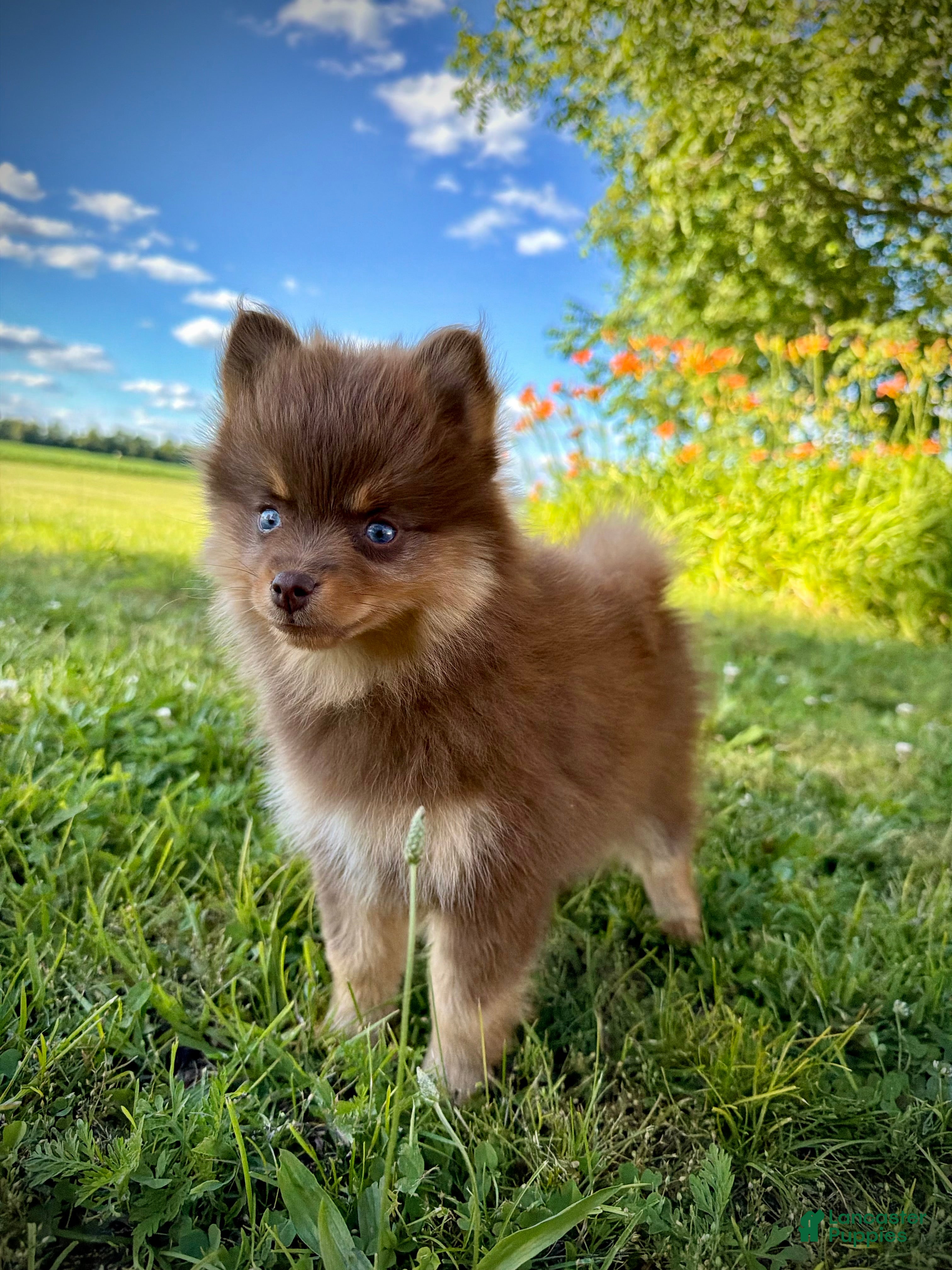 Pomsky dogs Heidi Jr. - Ad 2