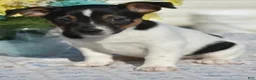 Jack Russell Terrier dogs for sale: Jackson - Ad 3