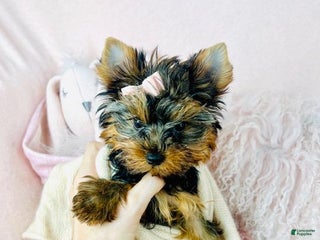Yorkshire Terrier dogs - Ad 27
