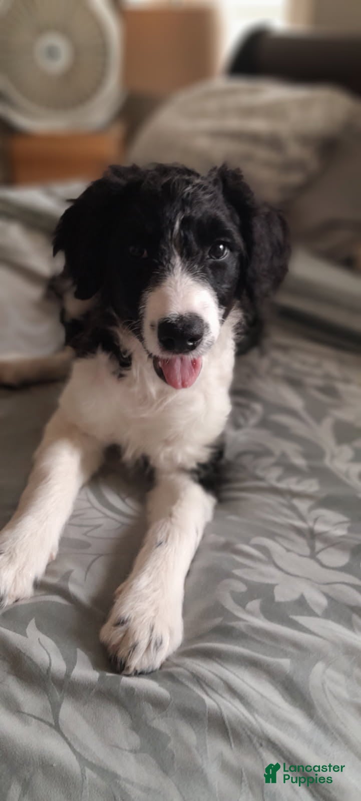 Bordoodle dogs Bordoodle Puppy 8 - Ad 1