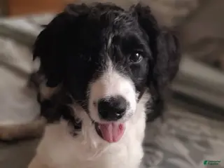 Bordoodle dogs Bordoodle Puppy 8 - Ad 1