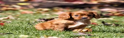 Cavalier King Charles Spaniel dogs for sale: Nutmeg - Ad 2
