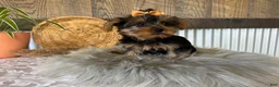 Yorkshire Terrier dogs for sale: Tiana - Ad 6