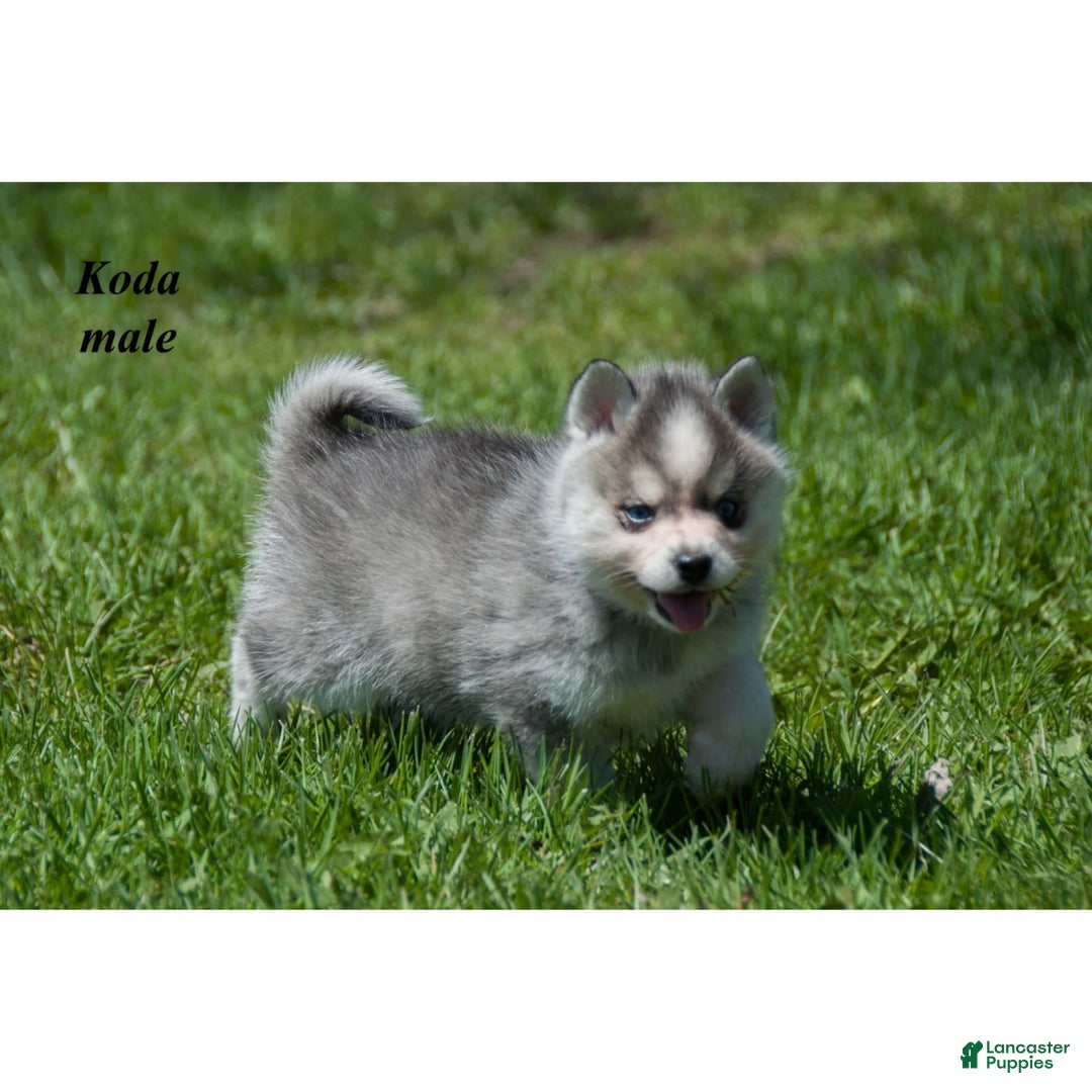 Alaskan Klee Kai dogs for sale: Koda - Ad 2
