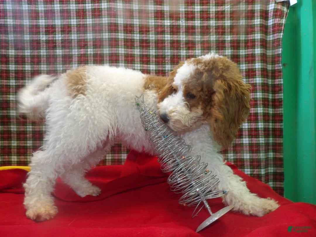 Cockapoo dogs for sale: Cockapoo Puppy 1 - Ad 1