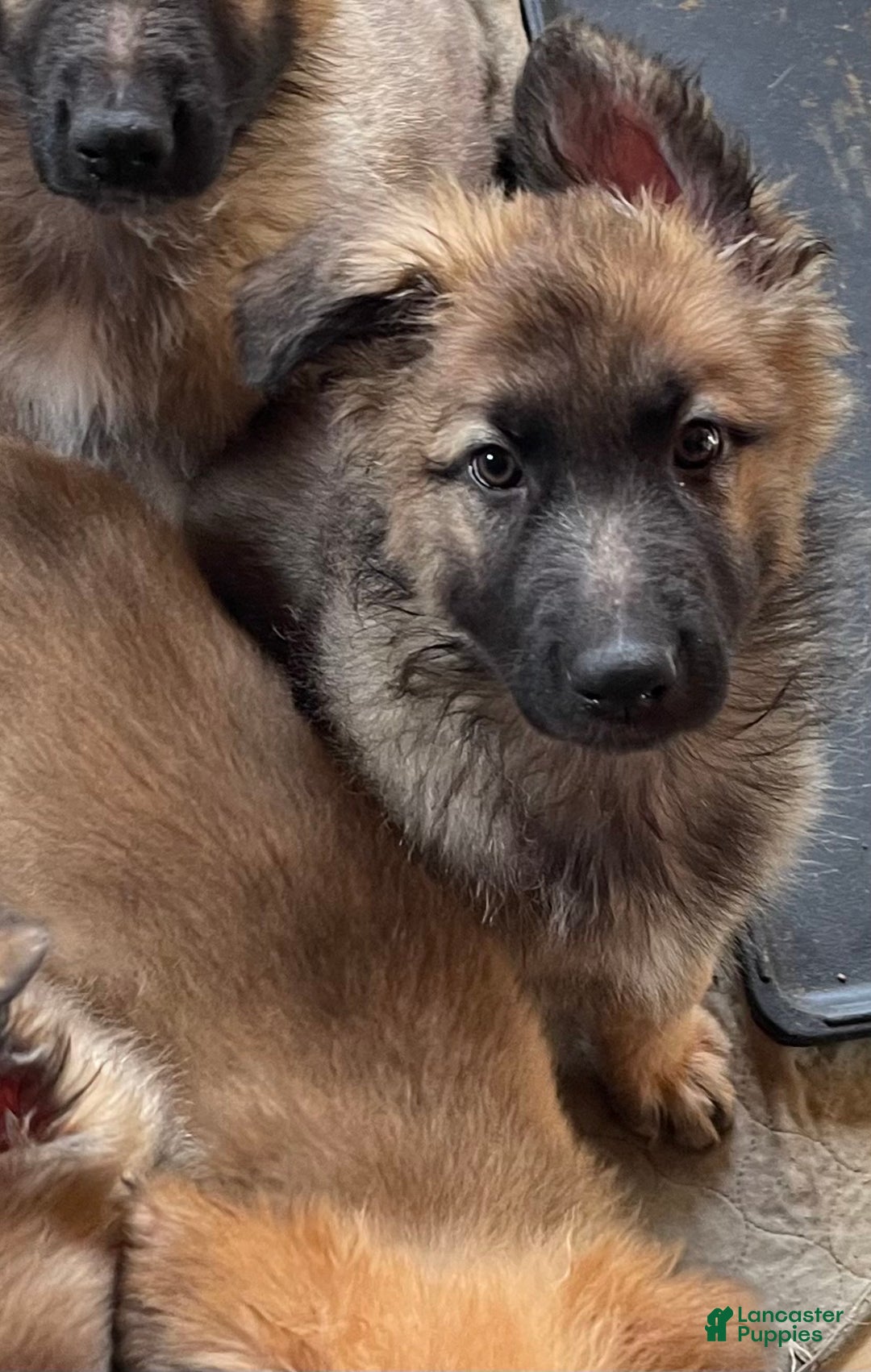 German Shepherd dogs for sale: Grizly - Ad 6